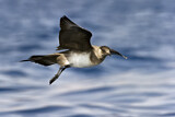 Image. Parasitic Jaeger