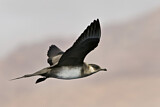 Image. Parasitic Jaeger