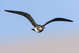 Image. Parasitic Jaeger