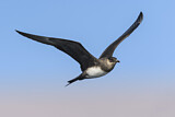 Image. Parasitic Jaeger