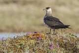 Image. Parasitic Jaeger