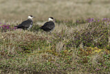 Image. Parasitic Jaeger