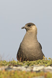 Image. Parasitic Jaeger
