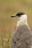 Image. Parasitic Jaeger