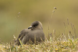Image. Parasitic Jaeger