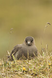 Image. Parasitic Jaeger