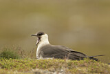 Image. Parasitic Jaeger