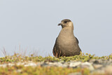 Image. Parasitic Jaeger