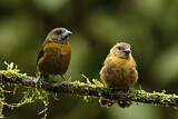 Image. Passerini's Tanager