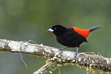 Image. Passerini's Tanager