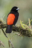 Image. Passerini's Tanager