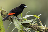 Image. Passerini's Tanager