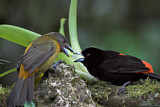 Image. Passerinitangare