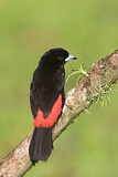 Image. Passerinitangare