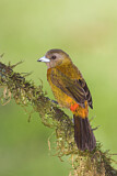 Image. Passerinitangare