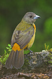 Image. Passerinitangare