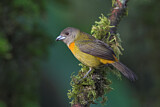 Image. Passerinitangare