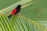 Image. Passerinitangare