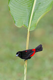 Image. Passerinitangare
