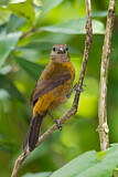 Image. Passerinitangare