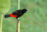 Image. Passerinitangare