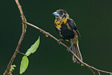 Image. Passerinitangare