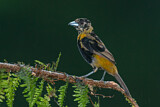 Image. Passerinitangare