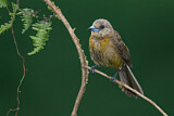 Image. Passerinitangare