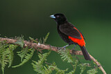 Image. Passerinitangare