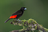 Image. Passerinitangare