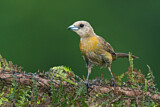Image. Passerinitangare