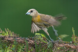 Image. Passerinitangare