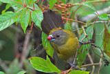 Image. Passerinitangare