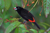 Image. Passerinitangare