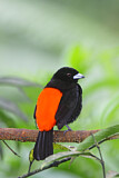 Image. Passerinitangare