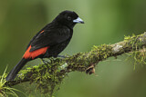 Image. Passerinitangare