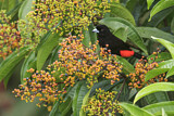 Image. Passerinitangare