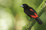 Image. Passerinitangare