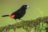 Image. Passerinitangare
