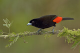 Image. Passerinitangare