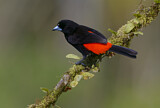 Image. Passerinitangare