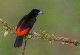 Image. Passerinitangare