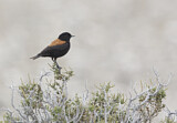 Image. Patagoniensporntyrann