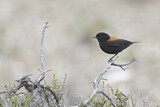 Image. Patagoniensporntyrann