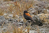 Image. Patagoniensporntyrann