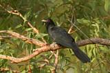 Image. Pazifischer Koel