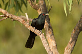 Image. Pazifischer Koel