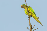 Image. Peach-fronted Parakeet