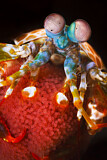 Image. Peacock Mantis Shrimp