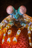 Image. Peacock Mantis Shrimp